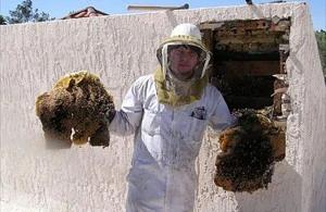 Oro Valley Bee Removal employee holding removed comb